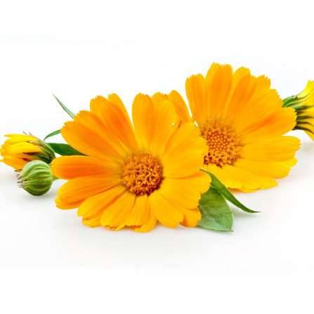 Calendula Flower